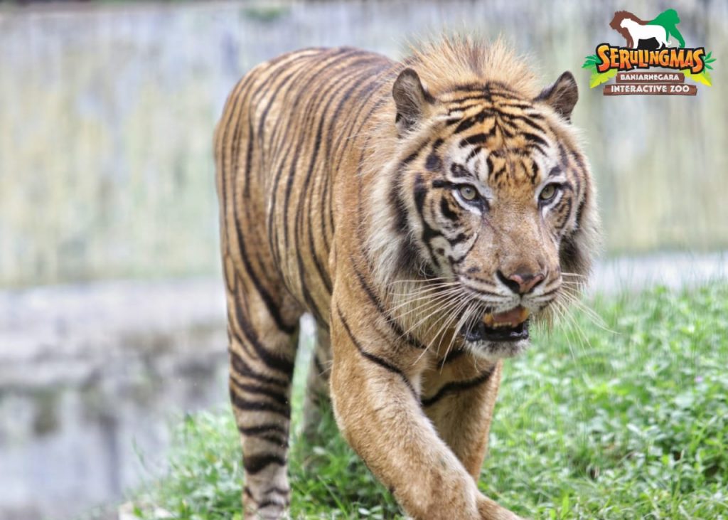 Harimau Benggala – Serulingmas Zoo