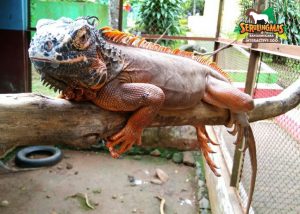Iguana