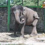 Gajah Sumatera