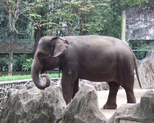 1200px-Sumatra_elephant_Ragunan_Zoo_3
